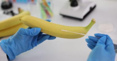 Muz olgunlaştırma ve işleme kalitesini test etme süreciyle ilgili bilimsel araştırmalar. Bilim adamı muzu kontrol ediyor