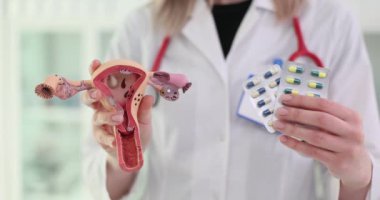 Rahmin modeli ve doğum kontrol hapları bir jinekoloğun ellerinde. Rahim atonisinin önlenmesine ilişkin bulgulara göre uyuşturucu