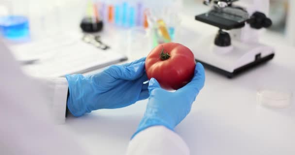 Tomatanalyse Til Kvalitetskontrol Certificering Tomatkvalitet Vurdering Kvalitetsindikatorer Tomatgrøntsager – Stock-video
