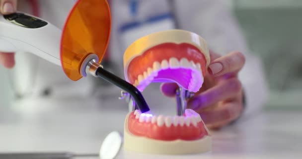 Demonstration of the ultraviolet teeth whitening procedure on a tooth model. Light curing filling