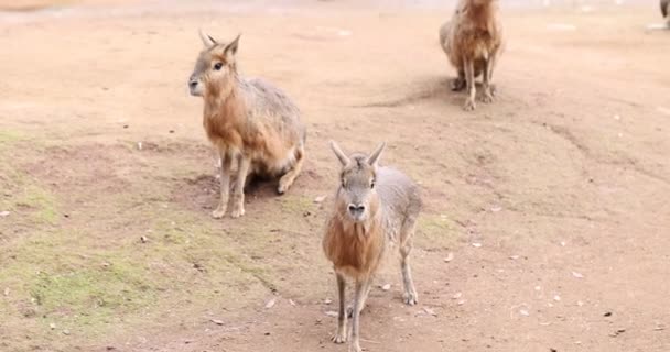 Skupina Patagonian Maras Dívá Kameru Zoo Animální Park Patagonian Mara — Stock video