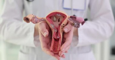 Jinekolog randevu sırasında rahim modeli gösteriyor. Doktor rahmin işlevleri ve üreme döngülerindeki rolü hakkında eğitir.