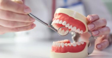 Dişçi, diş aynası ile model üzerinde diş muayenesi yapıldığını gösteriyor. Uzman, kapsamlı teftiş için ulaşılması zor alanlara erişiyor