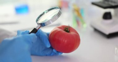 Bilim adamı domatesleri laboratuarda büyüteçle inceliyor. Domateslerin mikroskobik analizi