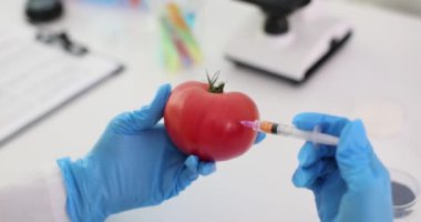 Bilim adamı laboratuvarda domatesin içine sıvı şırınga enjekte ediyor. Genetik olarak değiştirilmiş domatesler ve tarımda gelecek vaat eden yeni gelişmeler