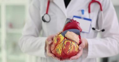 Kardiyolog kalp ve kan damarlarının anatomisini gösteriyor. Kalp damar hastalıkları