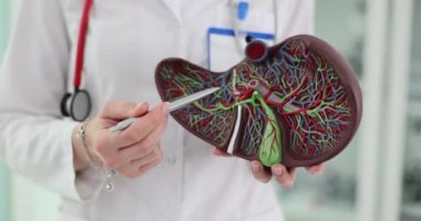 Doktor, insan karaciğerinin maketini tutuyor. Karaciğer hastalıkları ve tedavisi
