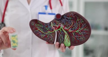 Karaciğer ve haplar klinikteki doktorun elinde. Karaciğer tedavisi