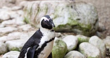 Kayalık sahilde duran Afrika penguenine yakın çekim. Penguenin ayırt edici özelliği