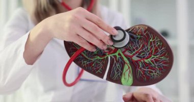 Karaciğer modeli ve steteskop doktorun elinde. Karaciğer fonksiyon değerlendirmesi ve hastalık teşhisi