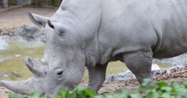 Hayvanat bahçesindeki gergedanın kopçaları. Gergedan yaşam tarzı