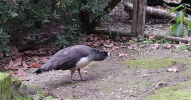 Tavuskuşu ya da gri kuş parkta yürüyor. Gri tavus kuşu sülünü hayvanat bahçesinde