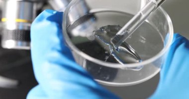 Petri kabına damlayan pipette sıvı mavi jel ya da serum. Laboratuvarda kozmetik sıvısı için damla.
