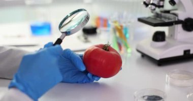 Eldivenli laboratuvar çalışanı, büyüteçle taze domatesi inceliyor. Deneyden sonra sebzelerin durumunu araştıran yetenekli bir bilim adamı.