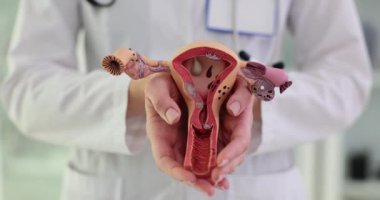 Jinekolog randevu sırasında rahim modelini açıklama için tutuyor. Kadın doktor klinikteki üreme sisteminin özelliklerini açıklıyor