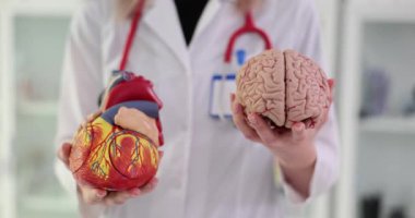 Steteskoplu kadın doktor kalp ve beyin modellerini klinikteki hastalara gösteriyor. Kardiyolog farklı organlar arasındaki bağlantıyı açıkladı