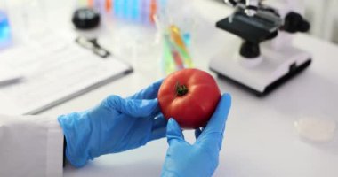 Laboratuvar asistanı deneyden önce olgun domatesi laboratuvarda inceliyor. Bilim adamları gıda ürünlerinde hasar veya düzensizlikler arıyor.