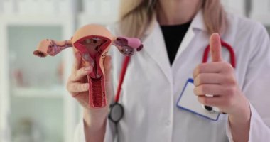 Jinekolog, anatomiyi açıklamak için rahmin modelini gösteriyor. Kalifiye doktor, sağlıklı üreme fonksiyonlarını belirtmek için baş parmak işareti gösteriyor.
