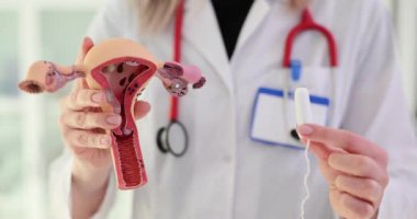 Kadın jinekolog klinikte rahim modeli ve tampon gösteriyor. Kadın doktor, regl döneminde hijyen durumunu açıklıyor.