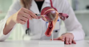 Jinekolog rahme büyüteçle bakıyor ve insan üreme sistemini yavaş çekimde inceliyor. Kadın doktor vücut organı üzerinde çalışıyor.
