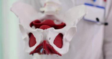 Tıp uzmanı leğen kemiği modelini hastanede onaylıyor. Kadın doktor tedavinin ilerlemesine olumlu yaklaşım gösteriyor. Anatomik şekil
