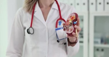 Doktor hastanede yapay böbrek modeli gösteriyor. Steteskoplu kadın terapist düzenli kontrollerin önemini vurguladı