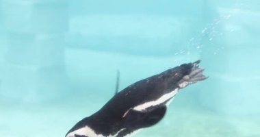 Penguen zarif bir şekilde hayvanat bahçesinin etrafındaki suda süzülür. Penguen yüzme hünerleri ziyaretçileri cezbediyor.