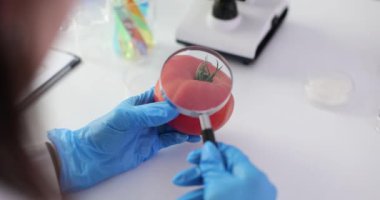 GDO bilimcisi bir kırmızı domatesi büyüteçle inceliyor. Genetik olarak değiştirilmiş gıda ve sebzelerin kalitesi