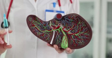 Uyuşturucu enjeksiyonlu karaciğerin anatomik modeli. Karaciğer enjeksiyonu ve karaciğer hastalıkları ve hepatit tedavisi