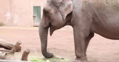 Asya fili gün boyunca hayvanat bahçesinde ot yer. Hayvanat bahçesinde fil besleniyor.