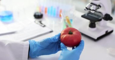 Araştırmacılar olgunlaşmış domatesi laboratuvarda inceleyerek bitkilerle ilgili genetik araştırmaları vurguluyor. Gözlemler tarım yöntemleri ve gıda kalitesini geliştirmeyi amaçlıyor
