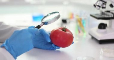 Araştırmacılar olgun domatesi laboratuarda büyüteçle inceliyor. Agronomist hücresel yapısını ve kalitesini inceler.