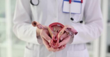 Jinekolog rahmin yapay modelini tutuyor. Doktor jinekolog kadın üreme sisteminin modelini gösteriyor.