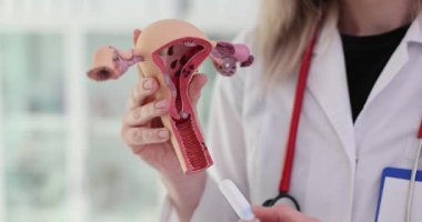 Doctor gynecologist inserting tampon into vagina on artificial model of uterus. Doctor shows tampon in female pelvis model with organs