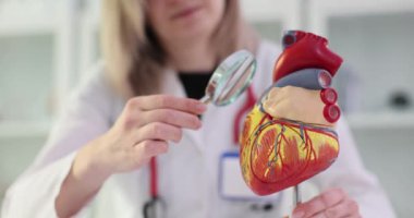 İnsan kalbi modeli büyüteçle incelenir. Sağlık hizmetleri kardiyolojisi alanında tıbbi eğitimi, anatomik eğitimi ve araştırmayı sembolize eder