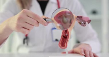 Doktor, kadın üreme sisteminin anatomik modelini büyüteç kullanarak inceliyor. Rahim ve jinekoloji.