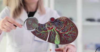 Safra kesesi ve pankreası olan anatomik karaciğer ve bir doktorun elinde büyüteç. Büyüteç ve karaciğer hastalığı teşhisi konmuş bir doktor.