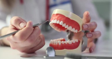 Diş aleti ve çenenin anatomik modeli, yakın plan. Ağız temizliği tekniklerinin klinikte hasta eğitimi için ağız modelleri kullanılması