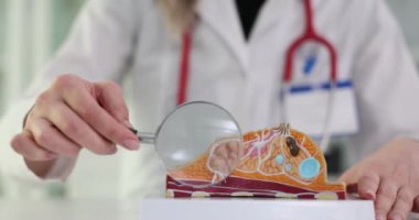 Doktor kadın göğsünün anatomik modelini klinikte büyüteç kullanarak inceliyor. Klinikteki kadın meme bezlerinin incelenmesi