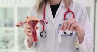 Kadın üreme sisteminin anatomi modeli ve hijyenik tampon. Doktor, rahmin vajinal açılışına tampon yerleştiriyor.