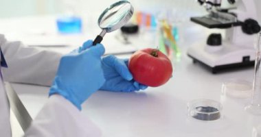 Bilim adamı laboratuvar ortamında büyüteç kullanarak domatesi inceliyor. Agronomist laboratuvar asistanı domatesleri laboratuvarda test etti