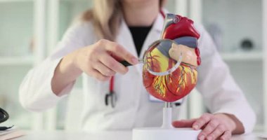 Kardiyolog, kalbin detaylı anatomik modelini büyüteçle inceliyor. Kalp damarları üzerinde modern çalışma yöntemleri