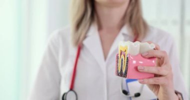 Diş modelini tutan bir dişçi ve klinikte haplar. Diş için vitamin ve ilaçlar.