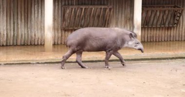 Tapir gün boyunca hayvanat bahçesinde dolaşır. Benekli ve çizgili genç Güney Amerika tapiri