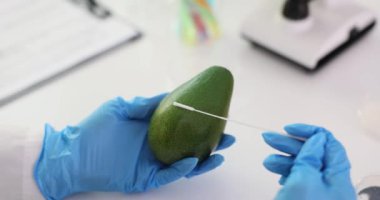 Bilimadamı avokadoyu laboratuvarda test ediyor. Doğru olgun avokadoyu seç
