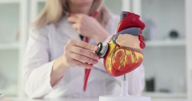 Kardiyolog stetoskop kullanarak kalbin anatomik modelini inceliyor. Kardiyovasküler hastalıkların erken teşhisi