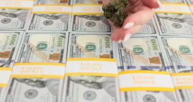 Marihuana tomurcuklarını yüz dolarlık banknotların üzerine koyuyor. Tıbbi esrar pazarı ve para geliri