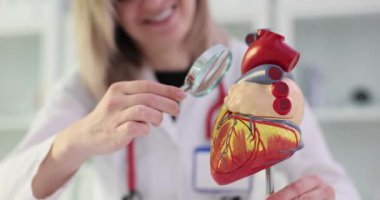 Kardiyolog doktor büyüteçle kalbin anatomik modelini inceliyor. Kalp hastalıklarının teşhisi ve tedavisinde kardiyologlara danışmanlık