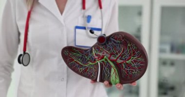 İnsan karaciğerinin anatomik modeli vasküler yapıları klinik koşullarda gösteriyor. Bir hepatolog ve karaciğer tedavisinde danışmanlık