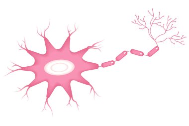 Nöron anatomisinin vektör illüstrasyonu. Beyaz arka planda hücre gövdesi, akson, dendrit, miyelin kılıfı..